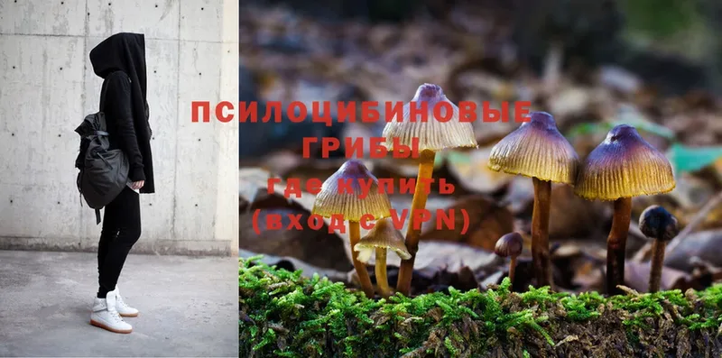 omg рабочий сайт  Покровск  Галлюциногенные грибы Psilocybe  как найти наркотики 